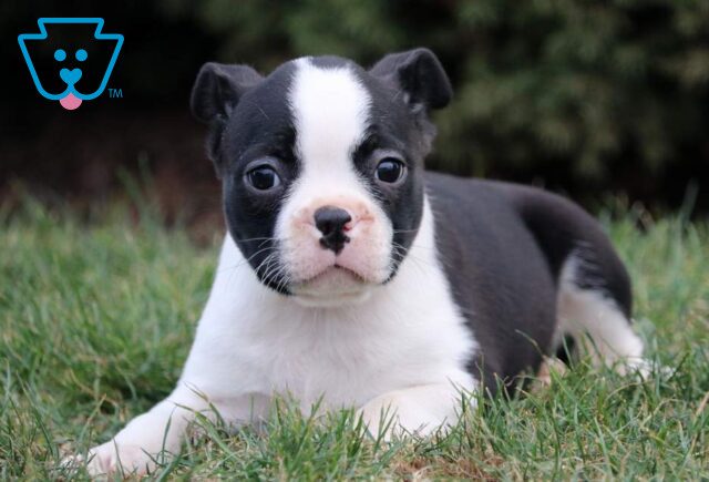 Rizz Boston Terrier2 image