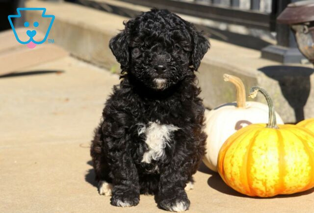 Rocket Toy Labradoodle image