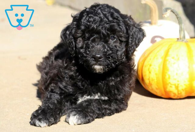 Rocket Toy Labradoodle2 image