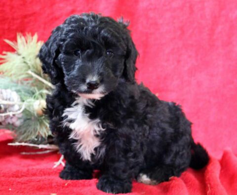 Rocky Mini Goldendoodle