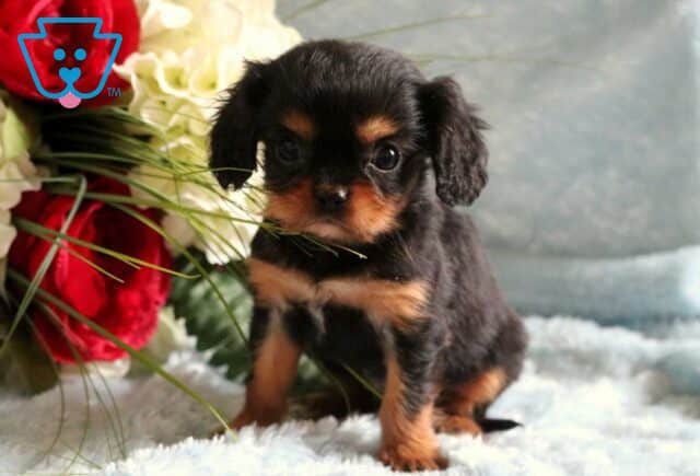 Rolo Cavalier image