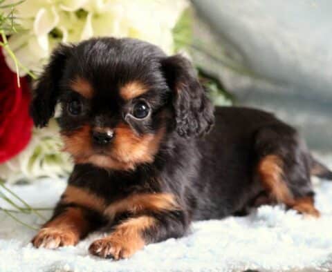 Rolo Cavalier2