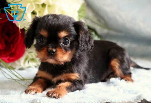 Rolo Cavalier2 image