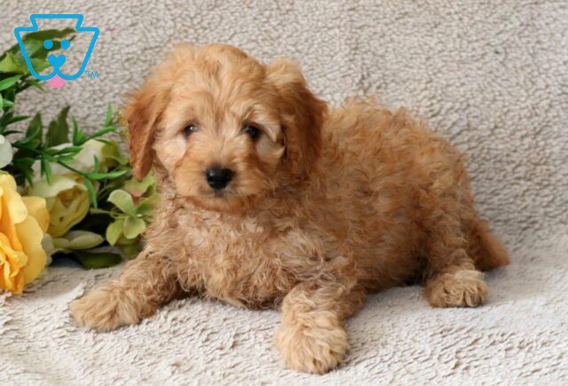 Rolo Cavapoo image