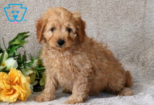 Rolo Cavapoo2 image