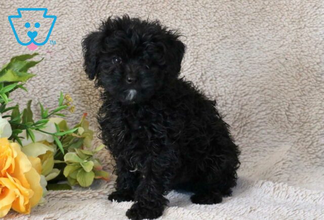 Ronnie Cavapoo image