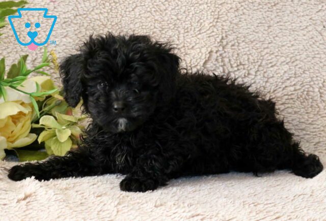 Ronnie Cavapoo2 image