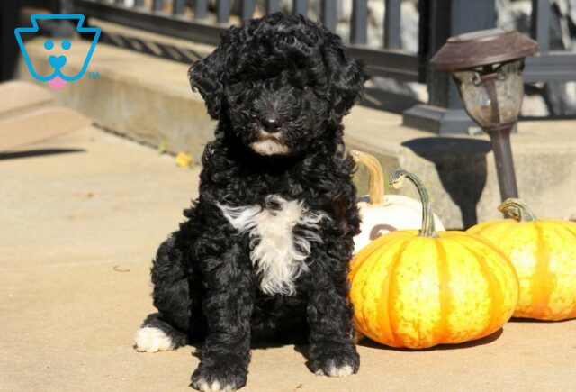 Rory Toy Labradoodle image