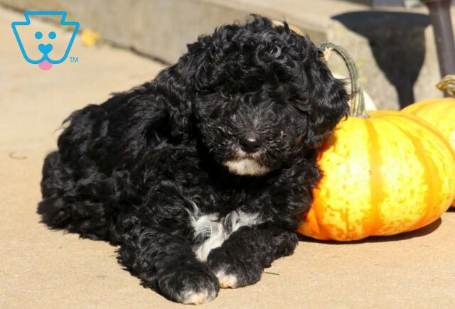 Rory Toy Labradoodle2 image