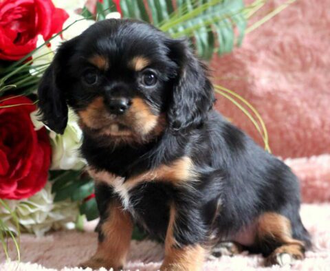 Rose Cavalier