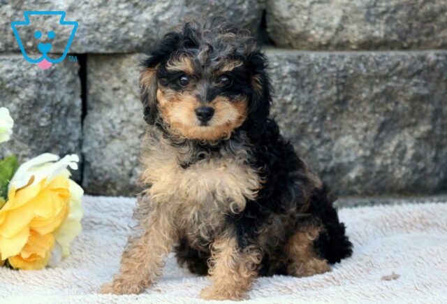 Rose Cavapoo image