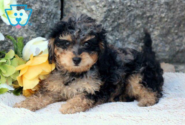 Rose Cavapoo2 image