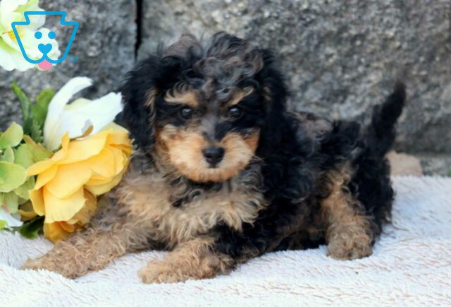 Rose Cavapoo3 image