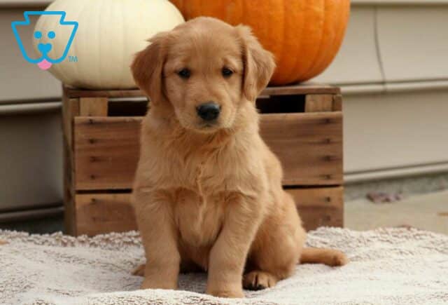Rosie Golden image