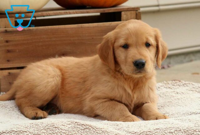Rosie Golden2 image
