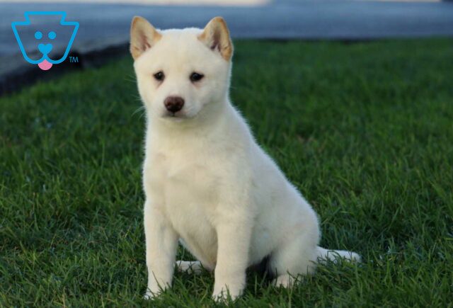 Rudy Shiba Inu image