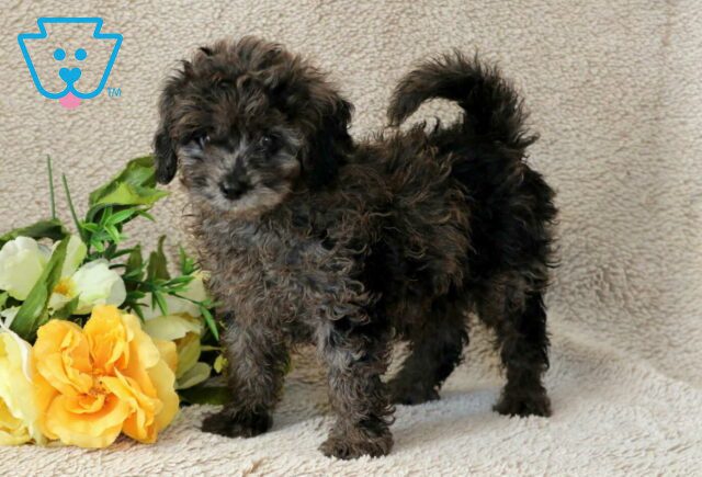Ryder Cavapoo image