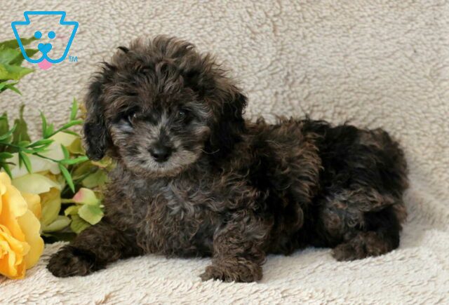 Ryder Cavapoo2 image