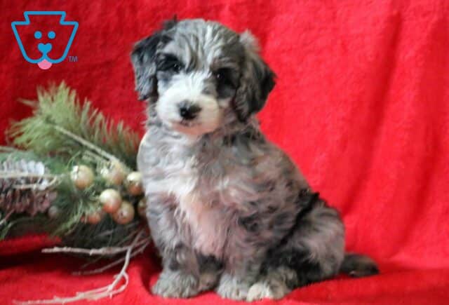 Rylie Mini Goldendoodle image