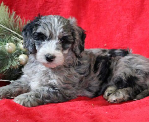 Rylie Mini Goldendoodle2