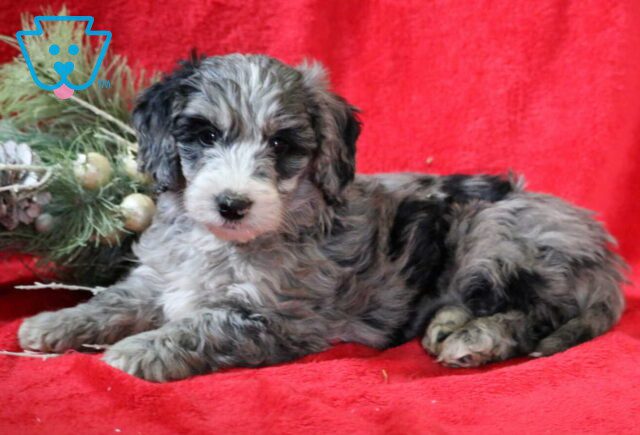 Rylie Mini Goldendoodle2 image