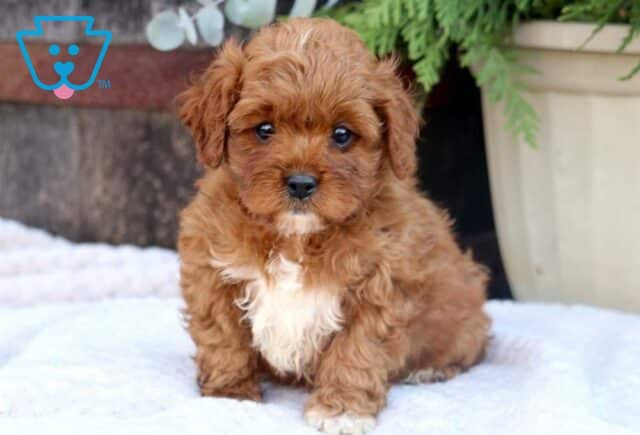 Sabastian Cavapoo image