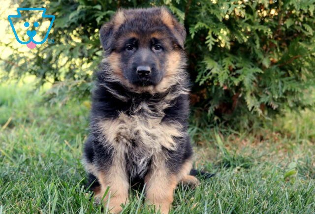 Sable German image