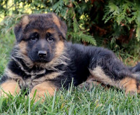Sable German2