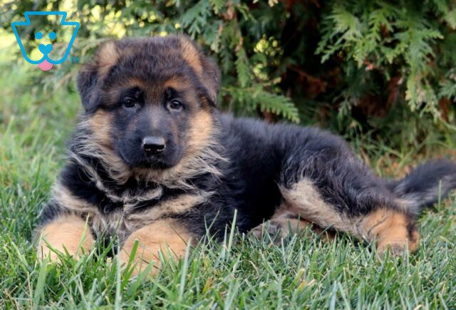 Sable German2 image