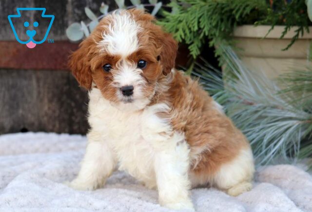 Sage Cavapoo image