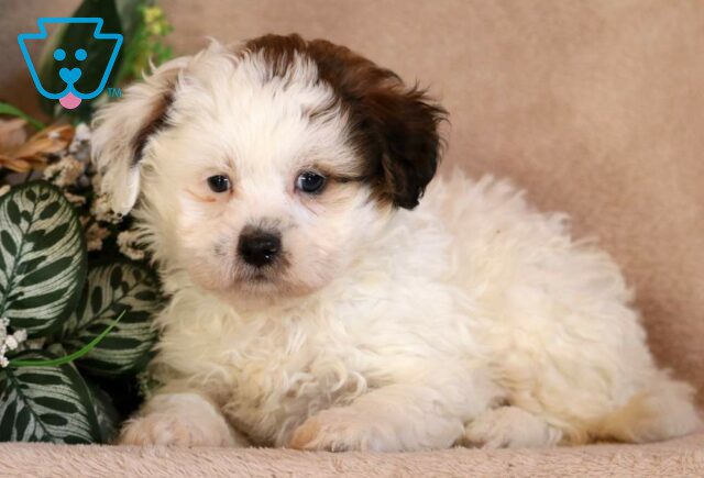Seth Shihpoo2 image