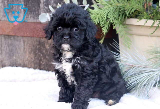 Skittles Cavapoo image