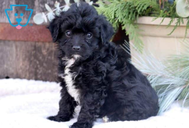 Smokey Cavapoo image