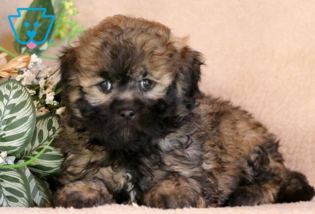 Smokey Shihpoo image
