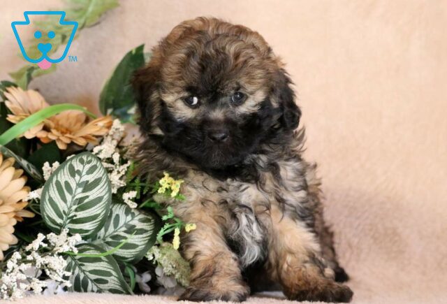 Smokey Shihpoo2 image