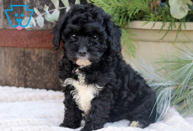 S'more Cavapoo image