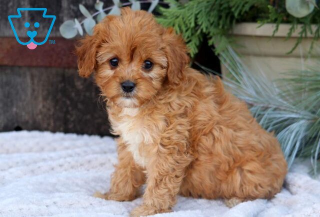 Sugar Cavapoo image