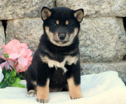 Tabby Shiba Inu