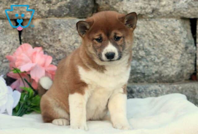 Taffy Shiba Inu image