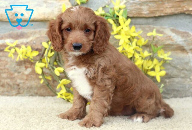 Teagan Cavapoo image