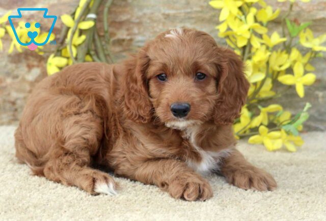 Teagan Cavapoo2 image