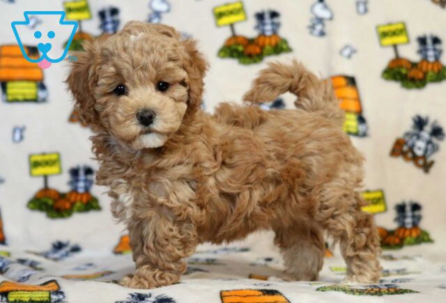 Tinker Bichpoo image