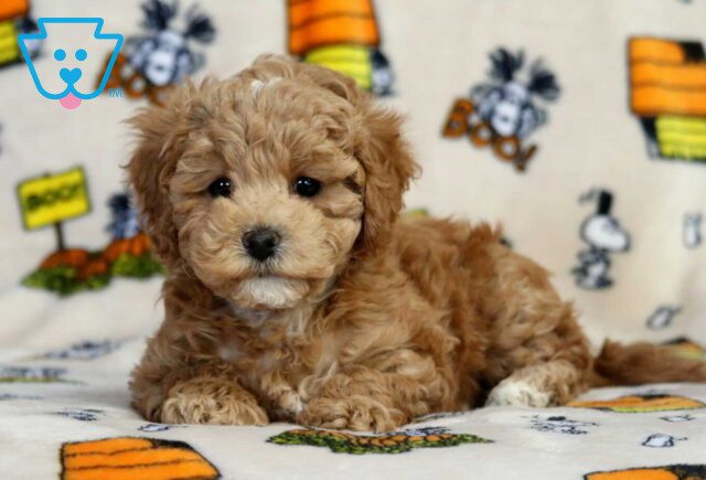 Tinker Bichpoo2 image
