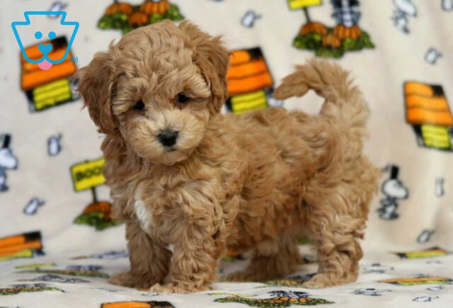 Tootsie Bichpoo image