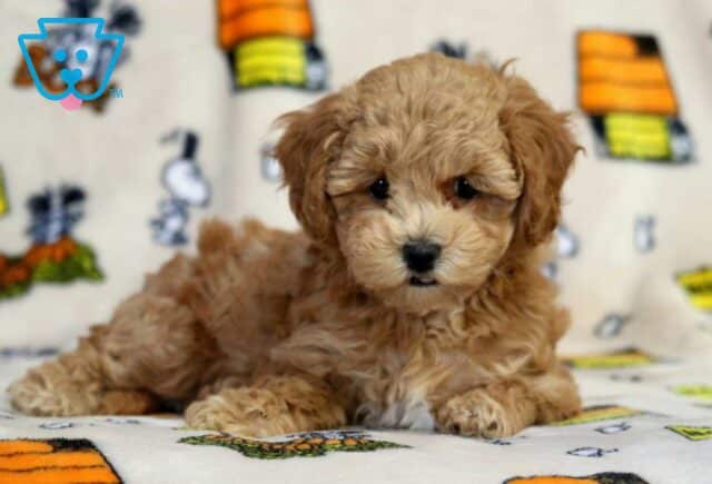 Tootsie Bichpoo2 image