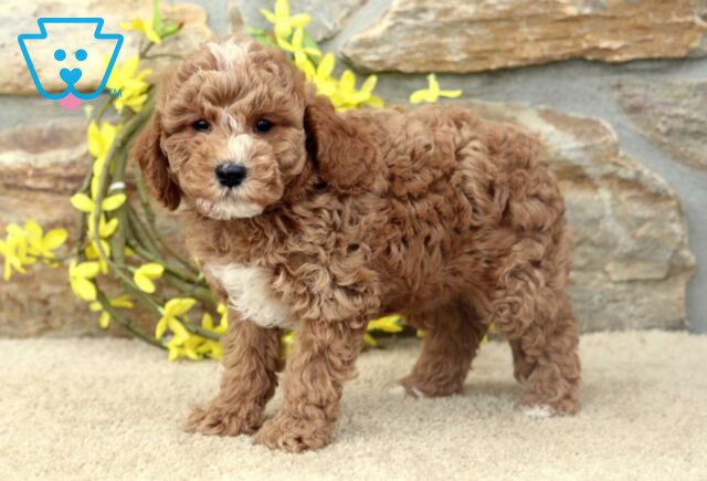 Trey Cavapoo image