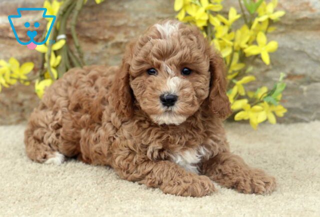 Trey Cavapoo2 image