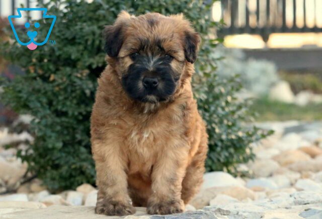 Tucker Wheaten Terrier image