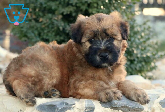 Tucker Wheaten Terrier2 image