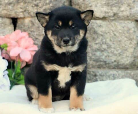 Turbo Shiba Inu